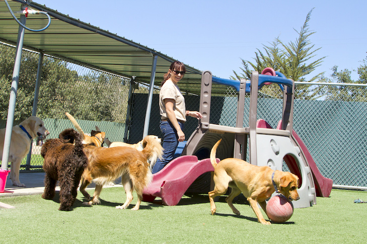 Pet Day Care